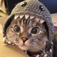 -Kitty- Mr.Kitty